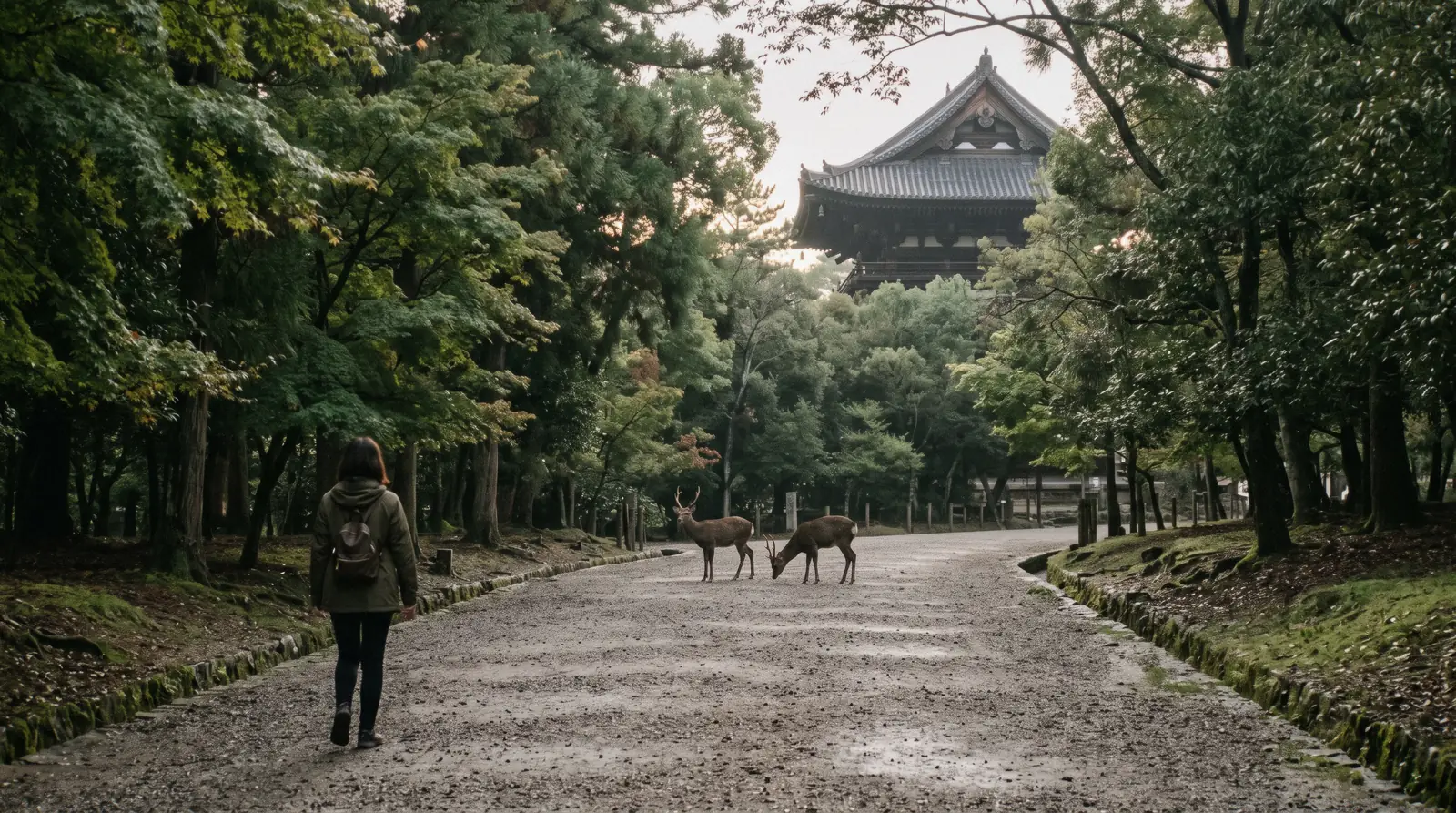 Sika deer grazing on the lawns below the Great Buddha Hall of Todai-ji on a Nara day trip from Osaka, Osaka Japan