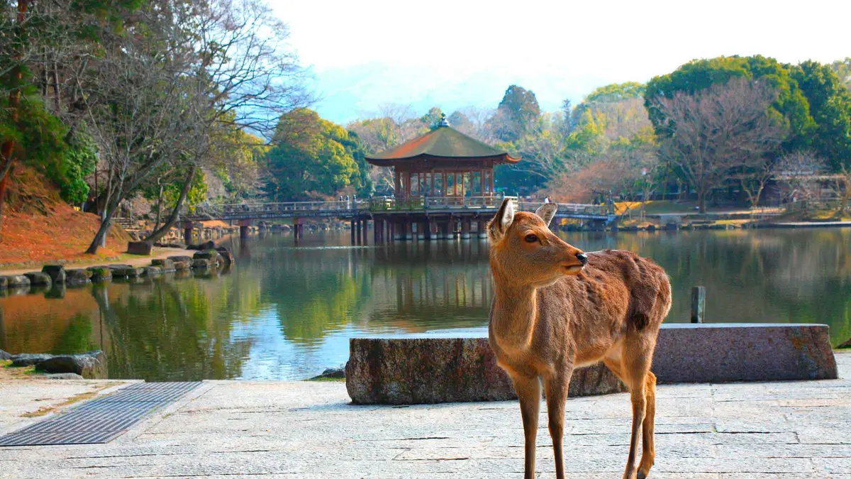Coach group at the gate of Himeji Castle on a Himeji, Kobe and Nara day trip from Osaka, Osaka Japan